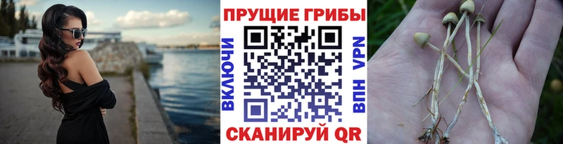 Купить  Когалым  Галлюциногенные грибы Psilocybine cubensis 